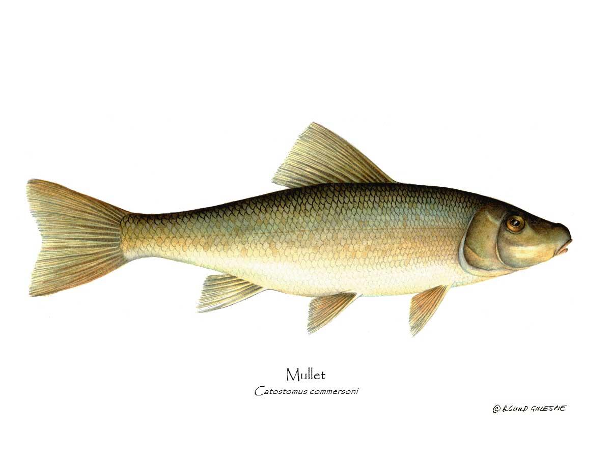 Sucker-Mullet-White Fish Catostomus commersoni | Wall Art Fish Print