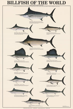 Billfish Species Identification Poster