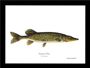 Pike Northern Esox lucius