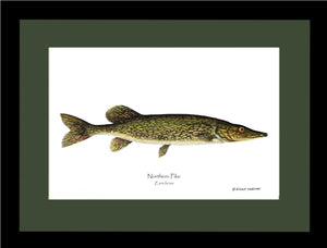 Pike Northern Esox lucius