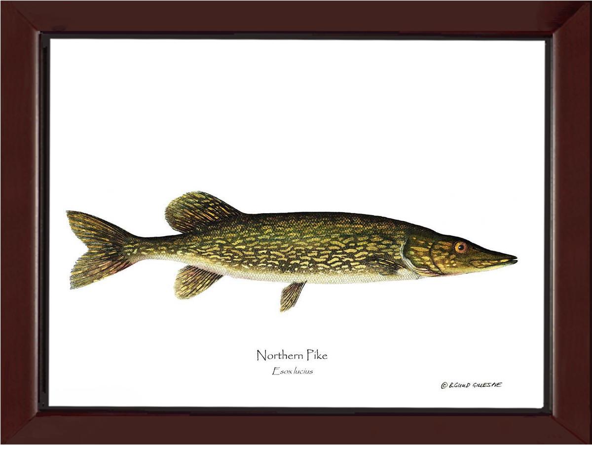 ◇Blue Fish Gold◇Esox Lucius◇２３cm 48 Esox Lucius Illustrations Image: PICRYL - Public Domain