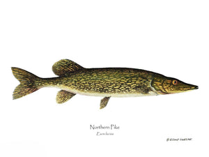 Fish Print: Pike Northern Esox lucius