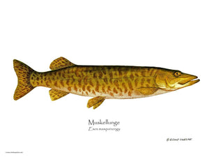 Fish Print: Muskellunge Esox masquinongy