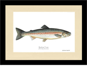 Rainbow Trout Onchorhynchus irideus