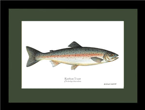 Rainbow Trout Onchorhynchus irideus