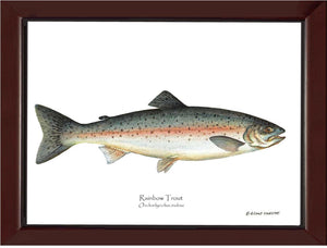 Rainbow Trout Onchorhynchus irideus