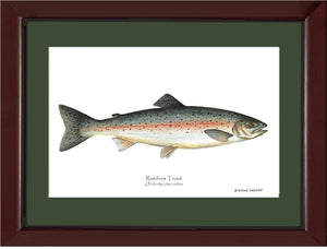 Rainbow Trout Onchorhynchus irideus