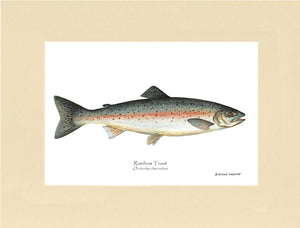 Rainbow Trout Onchorhynchus irideus