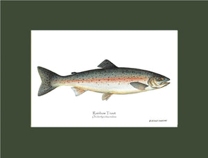 Rainbow Trout Onchorhynchus irideus