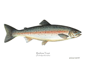 Fish Print: Rainbow Trout Onchorhynchus irideus