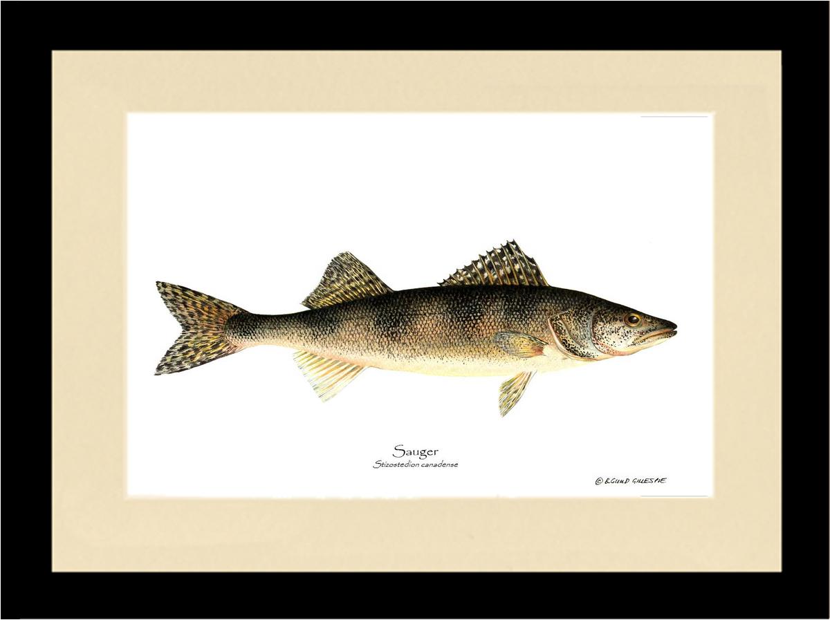 Sauger Stizostedion canadense | Wall Art Fish Print