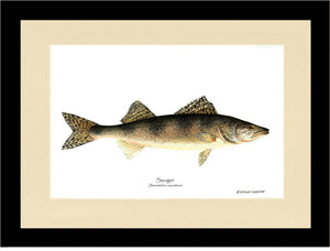 Sauger Stizostedion canadense