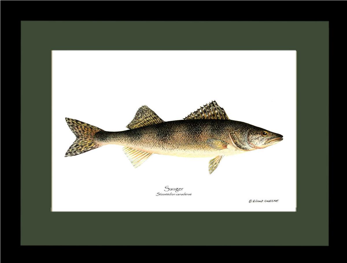 Sauger Stizostedion canadense | Wall Art Fish Print