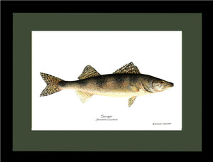 Sauger Stizostedion canadense