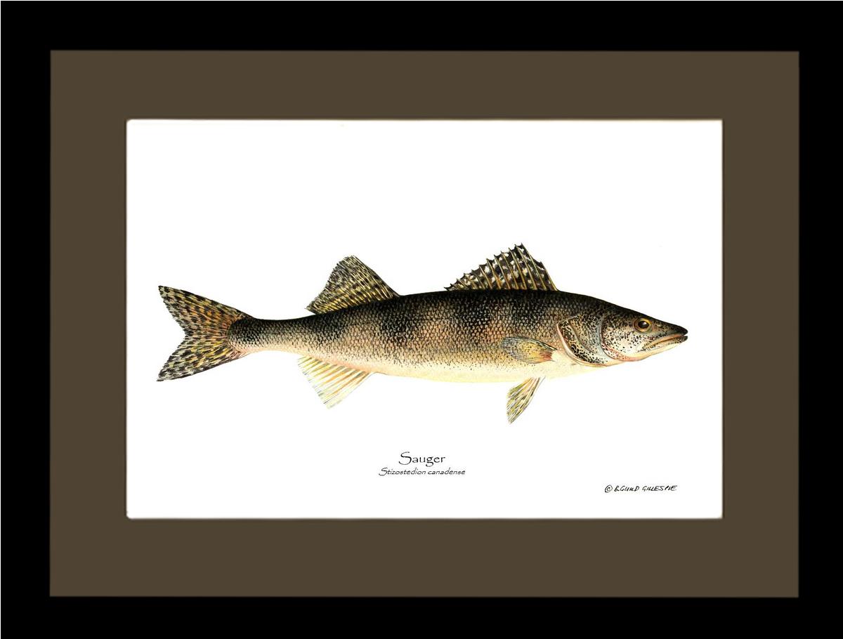 Sauger Stizostedion canadense | Wall Art Fish Print