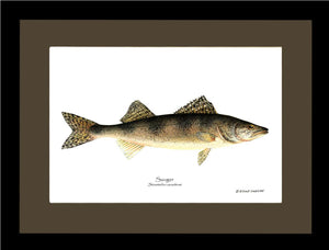 Sauger Stizostedion canadense