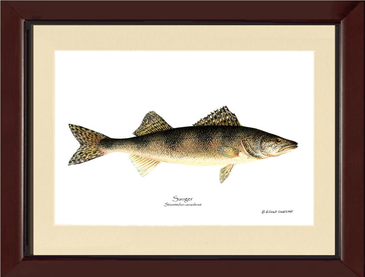 Sauger Stizostedion canadense | Wall Art Fish Print