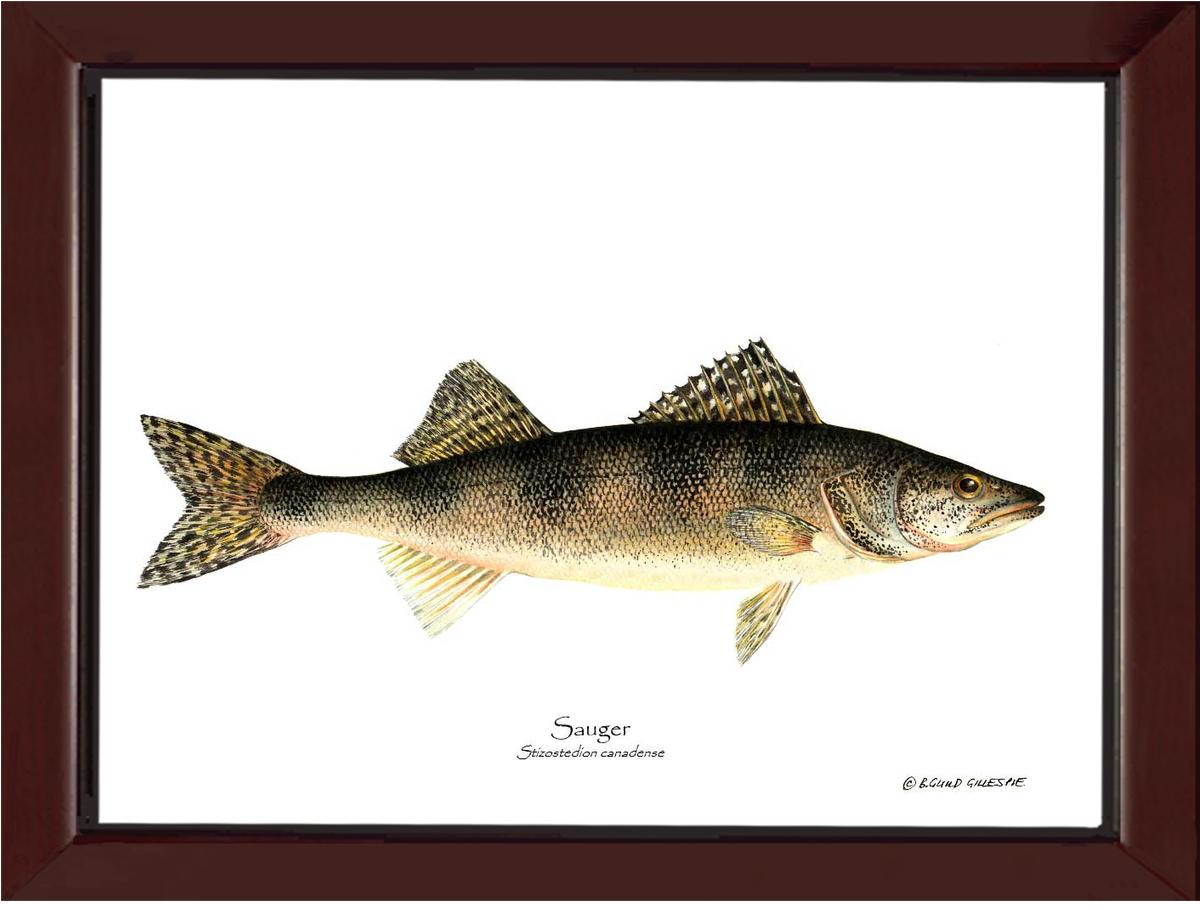 Sauger Stizostedion canadense | Wall Art Fish Print