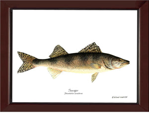 Sauger Stizostedion canadense