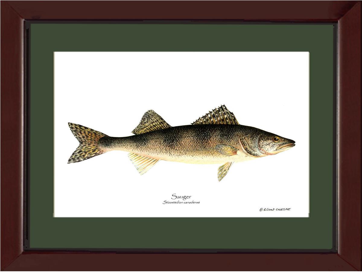 Sauger Stizostedion canadense | Wall Art Fish Print