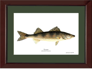 Sauger Stizostedion canadense