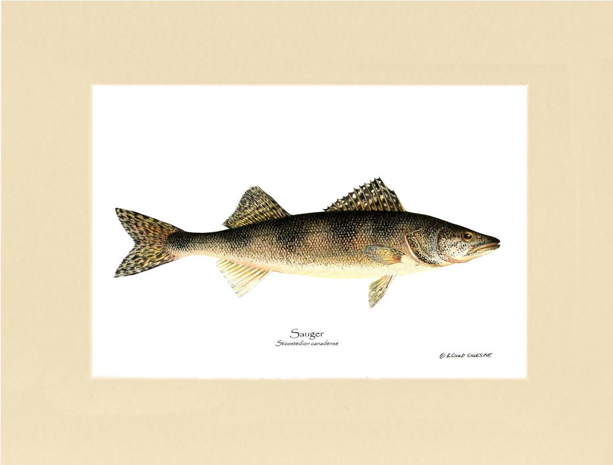 Sauger Stizostedion canadense | Wall Art Fish Print