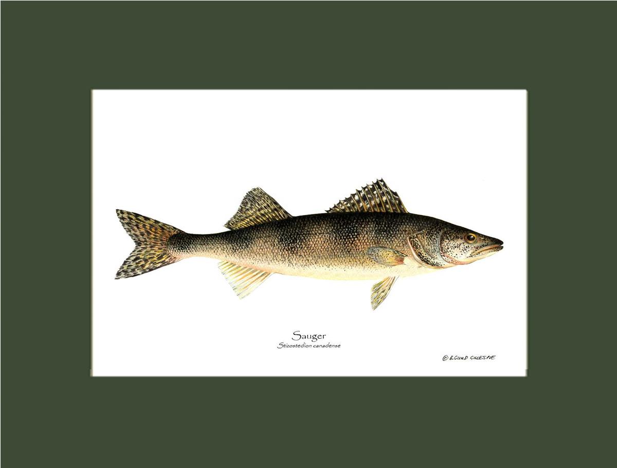 Sauger Stizostedion canadense | Wall Art Fish Print