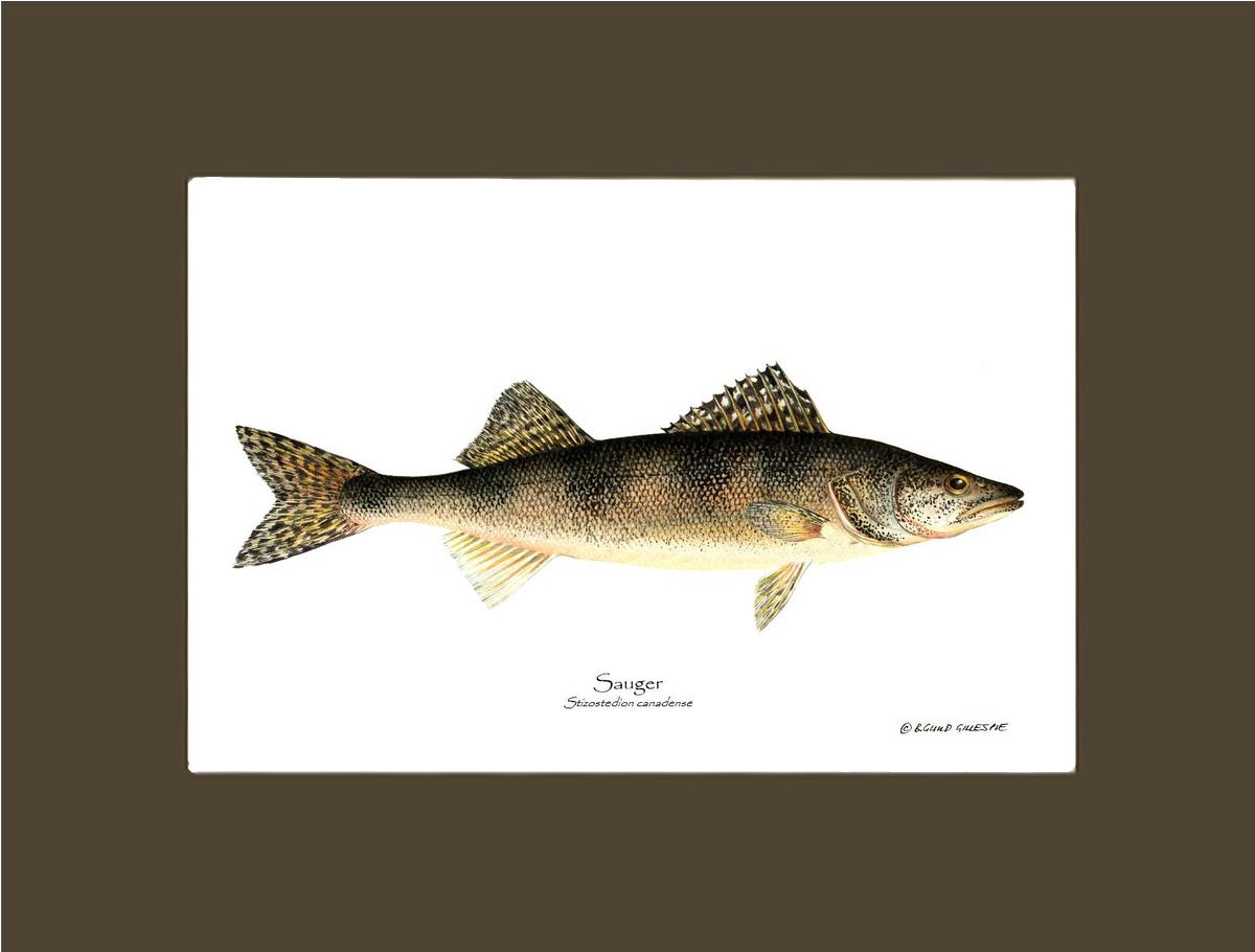 Sauger Stizostedion canadense | Wall Art Fish Print