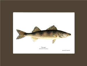 Sauger Stizostedion canadense