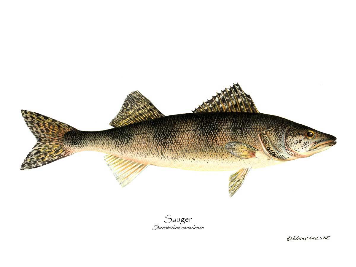 Sauger Stizostedion canadense | Wall Art Fish Print