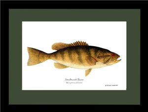 Smallmouth Bass Micropterus dolomieui | Wall Art Fish Print