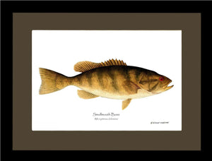 Smallmouth Bass Micropterus dolomieui