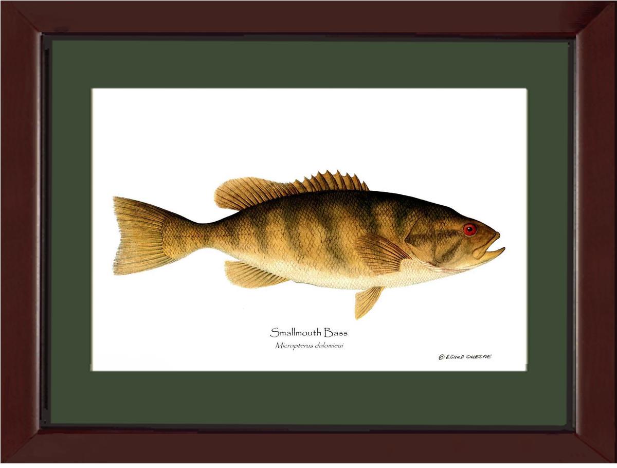 Smallmouth Bass Micropterus dolomieui | Wall Art Fish Print