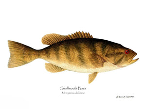 Fish Print: Smallmouth Bass Micropterus dolomieui