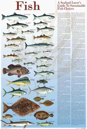Seafood Poster and Guide Fish Species Identification Poster
