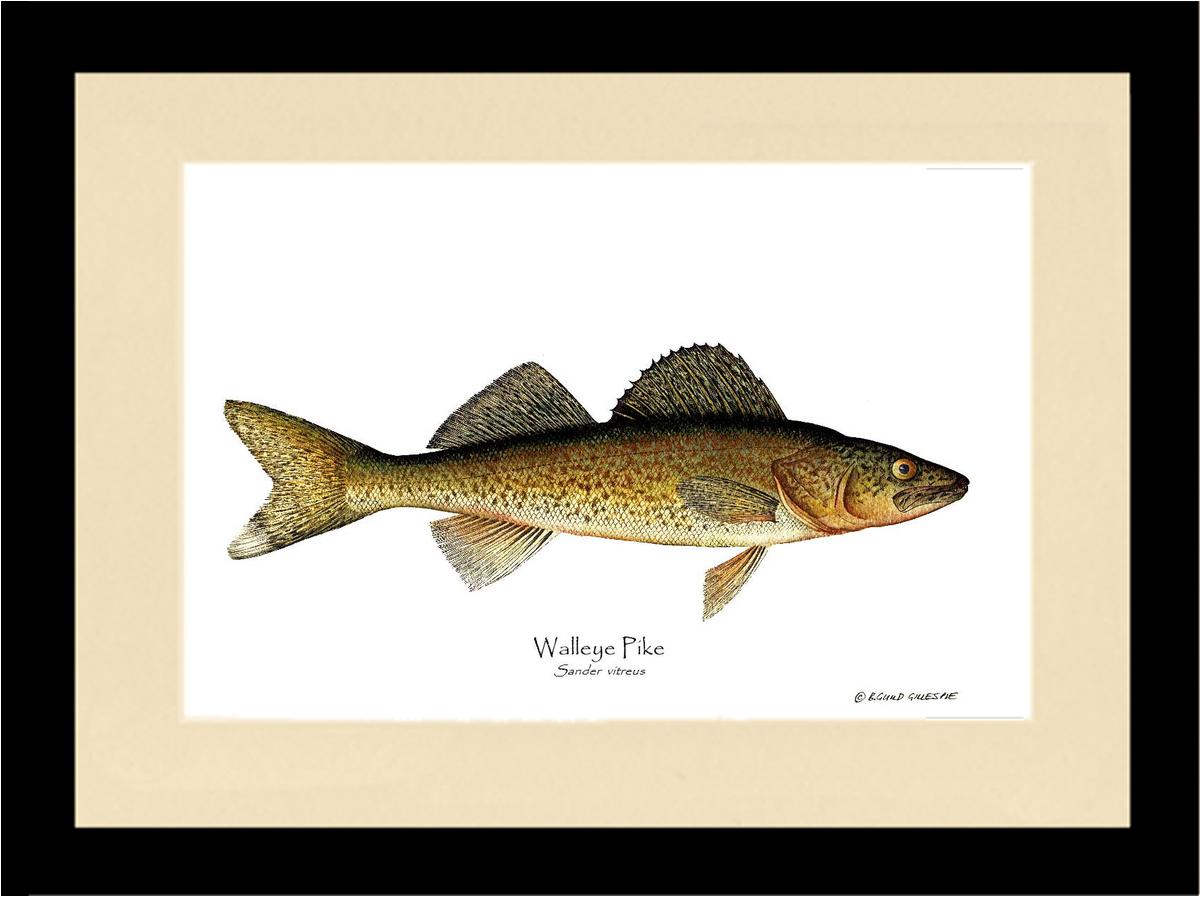 Walleye Pike Sander vitreus | Wall Art Fish Print