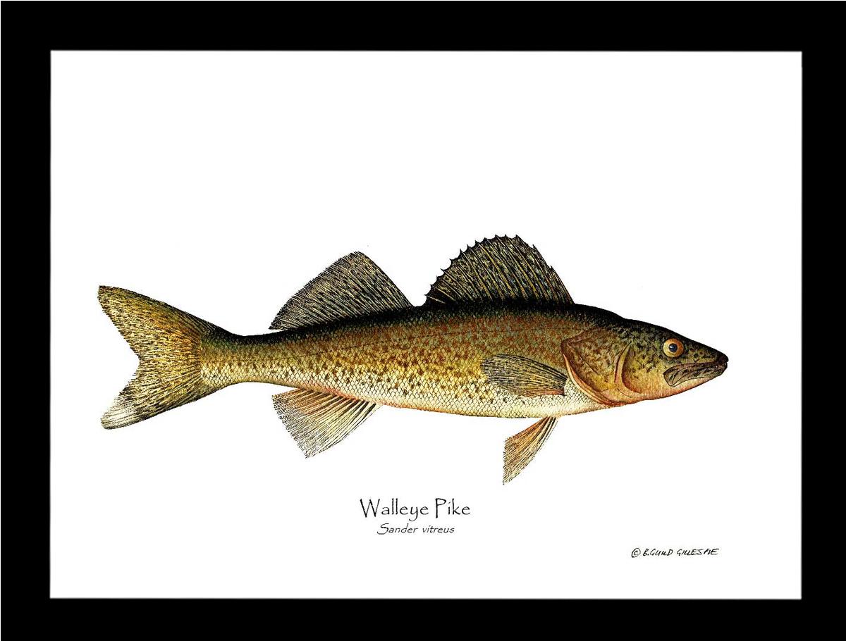 Walleye Pike Sander vitreus | Wall Art Fish Print