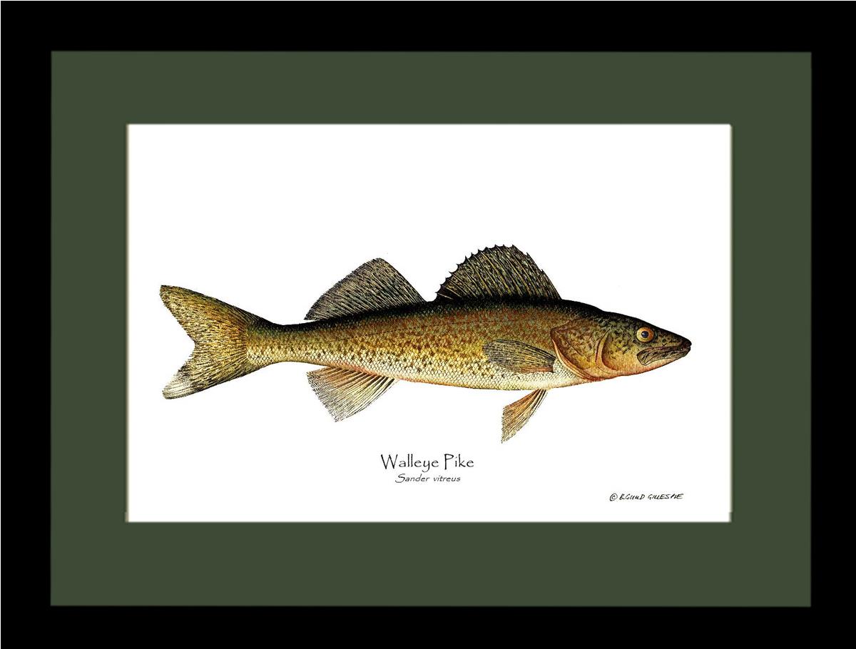 Walleye Pike Sander vitreus | Wall Art Fish Print