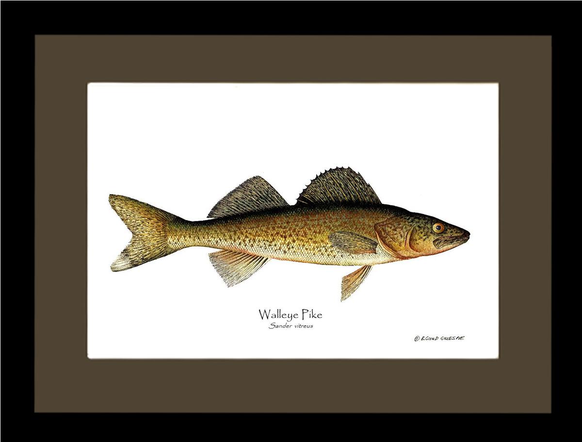 Walleye Pike Sander vitreus | Wall Art Fish Print