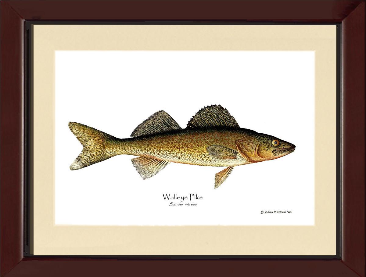 Walleye Pike Sander vitreus | Wall Art Fish Print