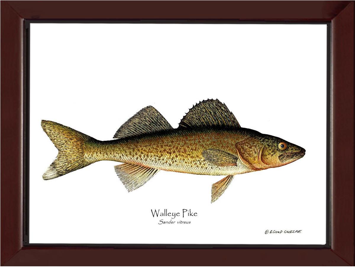 Walleye Pike Sander vitreus | Wall Art Fish Print