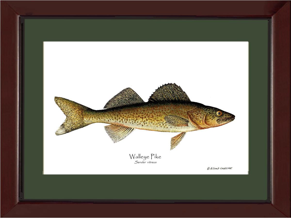 Walleye Pike Sander vitreus | Wall Art Fish Print