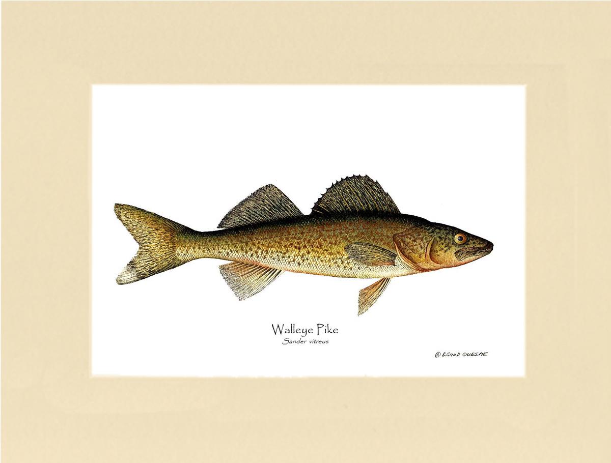 Walleye Pike Sander vitreus | Wall Art Fish Print