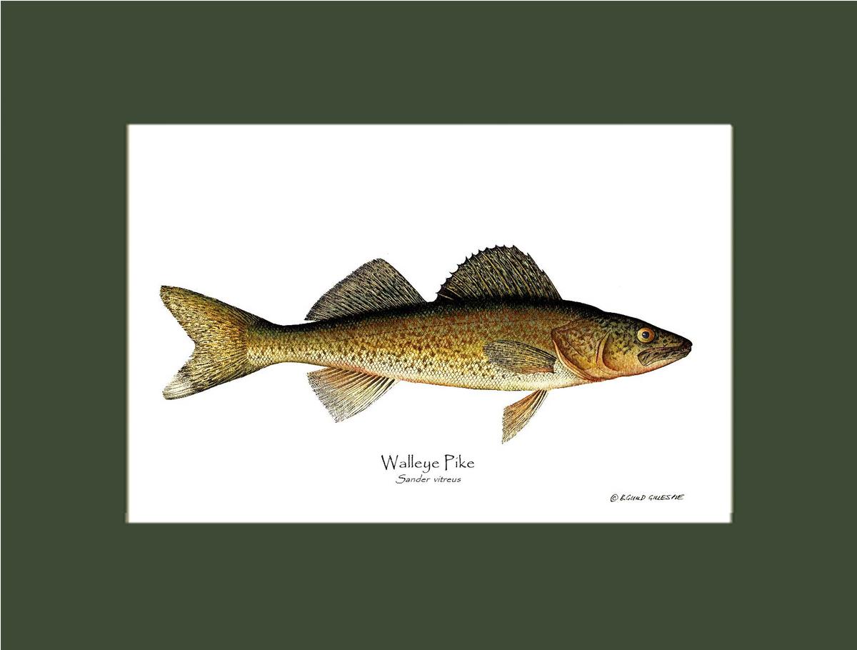 Walleye Pike Sander vitreus | Wall Art Fish Print