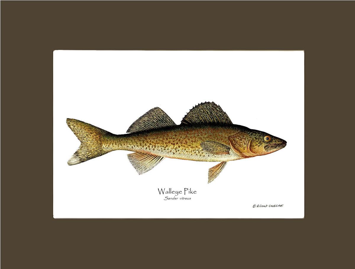 Walleye Pike Sander vitreus | Wall Art Fish Print
