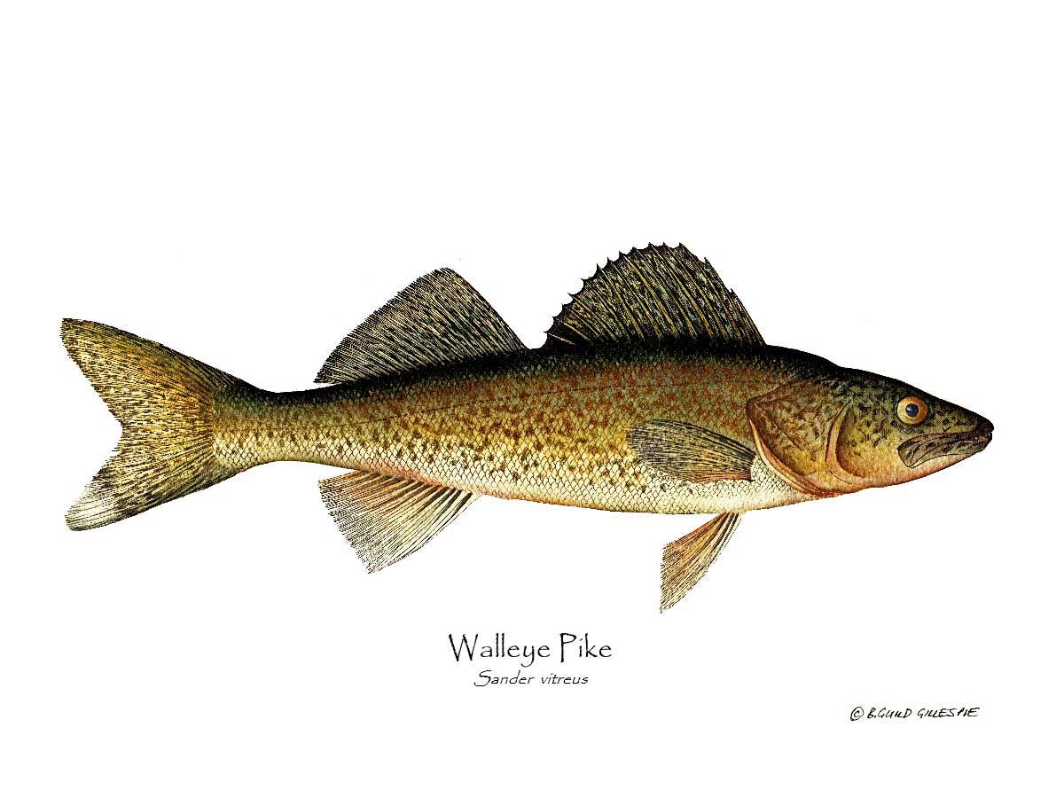 Walleye Pike Sander vitreus | Wall Art Fish Print