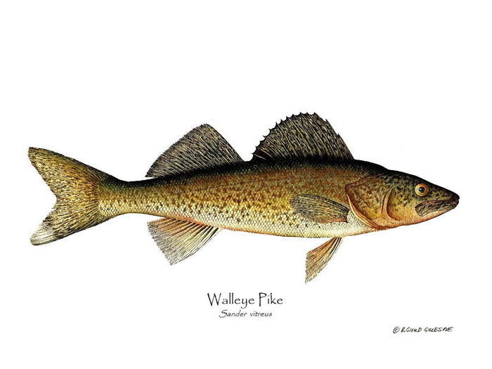 Walleye Pike Sander vitreus