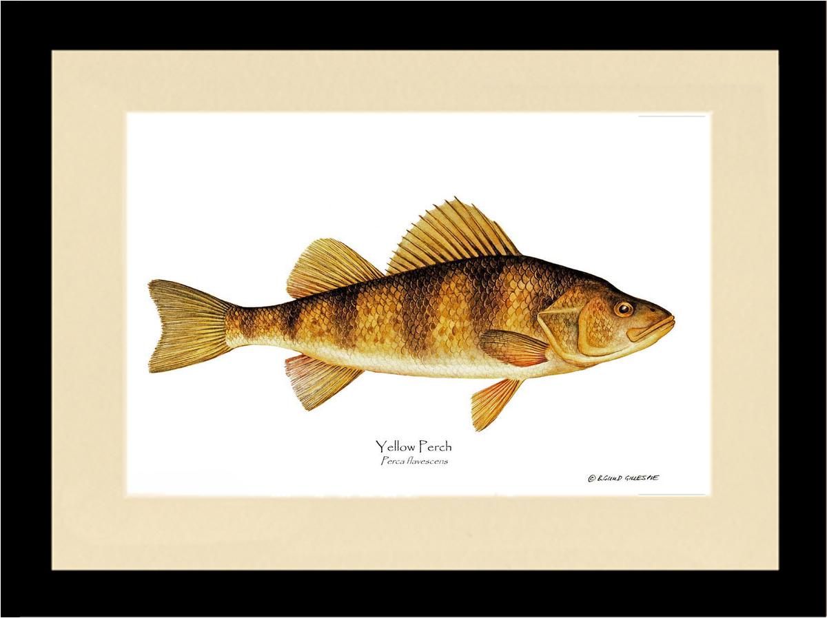Yellow Perch Perca flavescens | Wall Art Fish Print