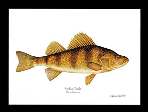 Yellow Perch Perca flavescens