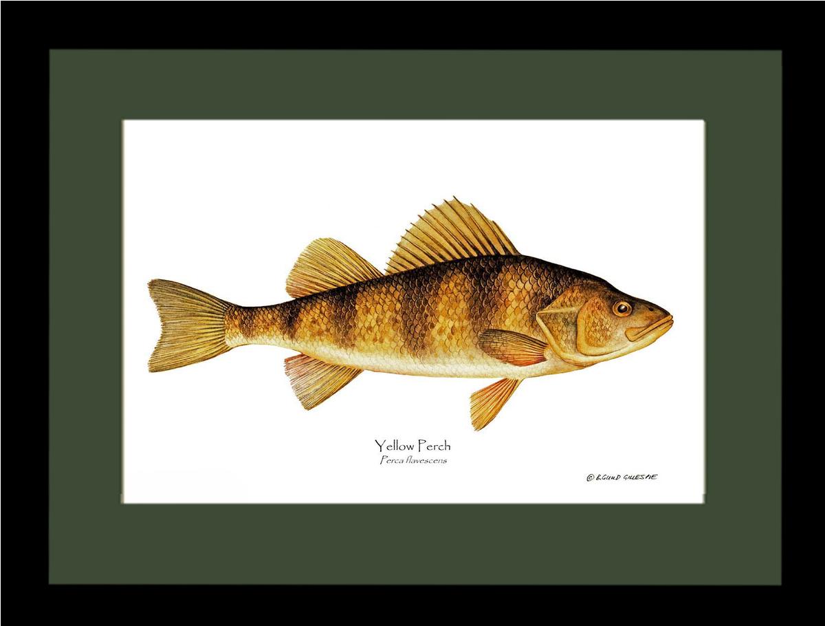 Yellow Perch Perca flavescens | Wall Art Fish Print